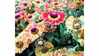 Unbranded Helenium Plant - Fuego