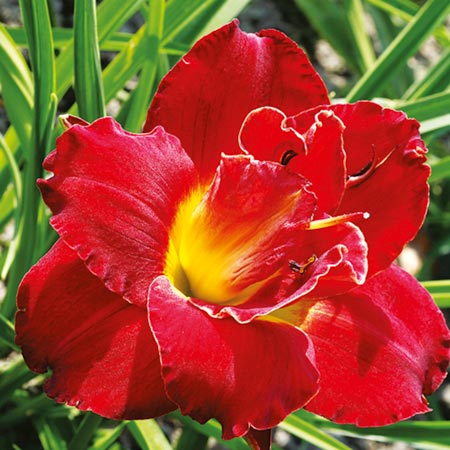 Unbranded Hemerocallis Highland Lord Pack of 3 Bare Roots