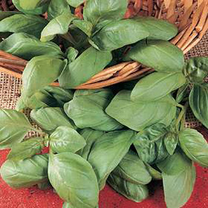 Herb Basil Genovese seeds produce fragrant  spicy leaves. Sow March to May thinly on the surface of 