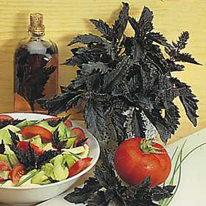 This plant produces very large  dark  shiny  purple-black  ruffled and fringed leaves. Provides an i