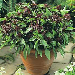 Unbranded Herb Basil Siam Queen Seeds