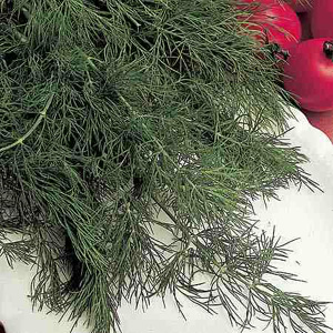 Unbranded Herb Dill Seeds