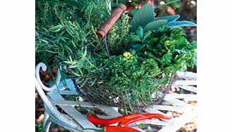 Five popular varieties (Thyme  Sage  Rosemary  Gold Marjoram and French Tarragon) that are easy to g
