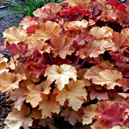 Unbranded Heuchera Caramel Pack ofv 2 Bare Roots