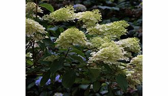 Unbranded Hydrangea Plant - Paniculata Phantom