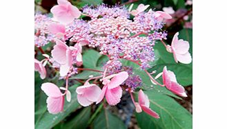 The leaves of this superb variety emerge in spring flushed chocolate-brown  their undersides a rich burgundy  while in autumn they turn to ochre-yellow. The lacecap-like flowers combine pink outer florets and a violet-blue heart. Flowers late May-ear
