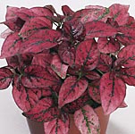 A superb houseplant whose leaves are a striking combination of deep green and red  even at a young s