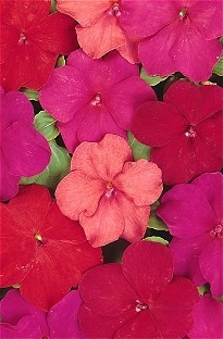 Unbranded Impatiens Busy Lizzie Salsa 50 plants  16 FREE