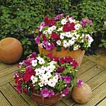 Unbranded Impatiens Merlot Mixed Garden Ready Plants