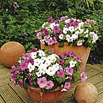 Unbranded Impatiens Merlot Mixed Plants 457131.htm