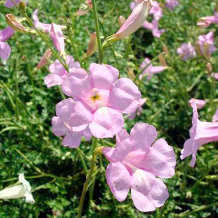 Unbranded Incarvillea Penelope Average Seeds 90