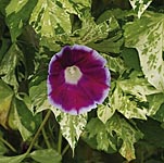 Unbranded Ipomoea Cameo Elegance Seeds