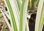 Japanese Silver Grass