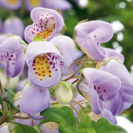 Unbranded Jovellana Plants Pack of 5 Pot Ready Plants