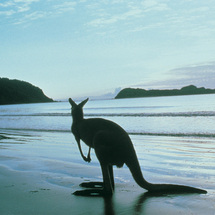 Unbranded Kangaroo Island Highlights Cruise/Fly - Child