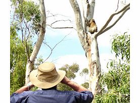 See Koalas and Kangaroos in the wild and experience nature at its best on this fantastic eco tour. Visit to the real Australian bush and take a very easy walk through the gum trees, searching for koalas, wallabies, kangaroos and birds in their natura