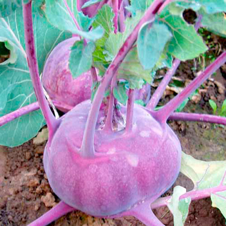 Unbranded Kohl Rabi Kolibri F1 Seeds Average Seeds 35