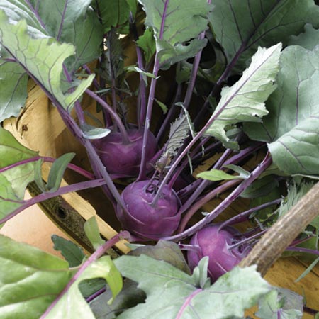 Unbranded Kohl Rabi Purple Danube F1 Plants Pack of 16