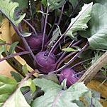 Unbranded Kohl Rabi Purple Danube Plug Plants 400421.htm