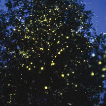 Unbranded Kuala Selangor Fireflies Phenomena - Adult