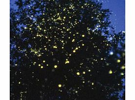 Millions of tiny fireflies sparkle and twinkle in thick mangrove to give the impression of brightly lit Christmas trees - a natural phenomenon that can only be seen in two locations in the world.