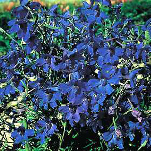 A clear  fresh Gentian blue which is perfect for bedding  borders and containers. This impressive La