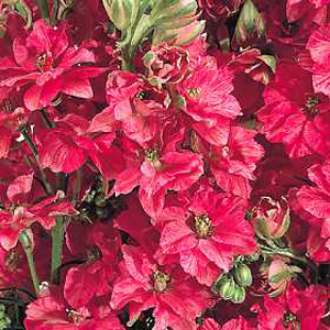 This Larkspur produces giant spikes of vivid scarlet blooms  ideal for cut flowers and imposing when