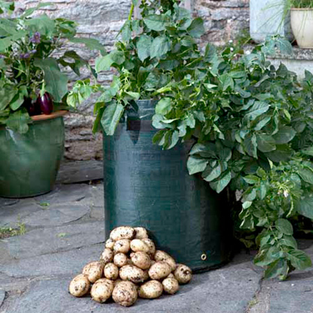 Unbranded Late Season Patio Potato Starter Kit 6 Patio