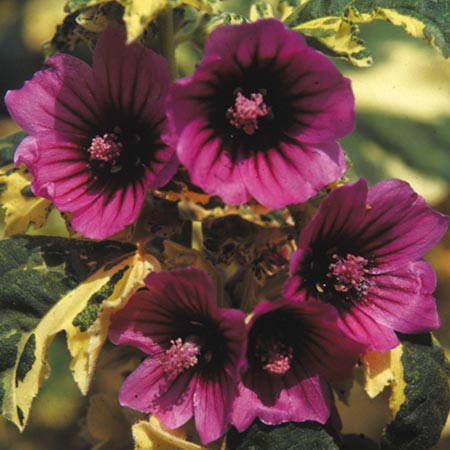 Unbranded Lavatera Arborea Variegata Seeds 20 Seeds