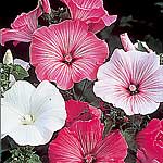 Unbranded Lavatera Beauty Mixed Seeds 416365.htm