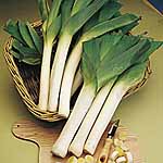 Unbranded Leek Musselburgh Seeds - Triplepack 436435.htm