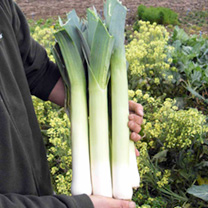 Unbranded Leek Seeds - Sprintan F1