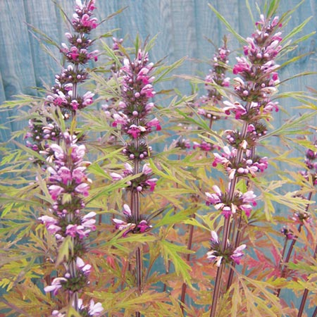 Unbranded Leonurus Titania Seeds (Chinese Motherwort)