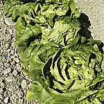 Unbranded Lettuce Buttercrunch Seeds 436516.htm