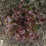 Unbranded Lettuce Granada Seeds 436451.htm