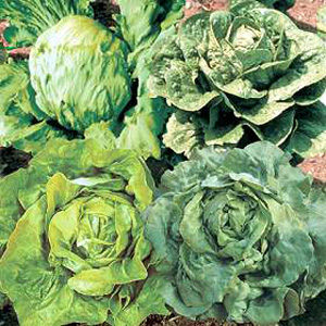 Unbranded Lettuce Green Hearting Mixed Seeds