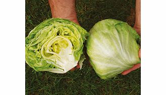 A green Iceberg-type lettuce whose vigorous root system plus good pest and disease resistance make i