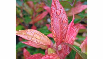 Unbranded Leucothoe Fontanesiana Plant - Scarletta