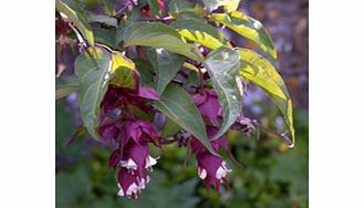 Unbranded Leycesteria Plant - Formosa