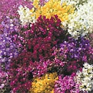 A profusion of baby snapdragon flowers in a vast array of colours. The bushy  multi-stemmed plants b