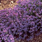 Unbranded Lobelia Blue Gown Seeds 420625.htm