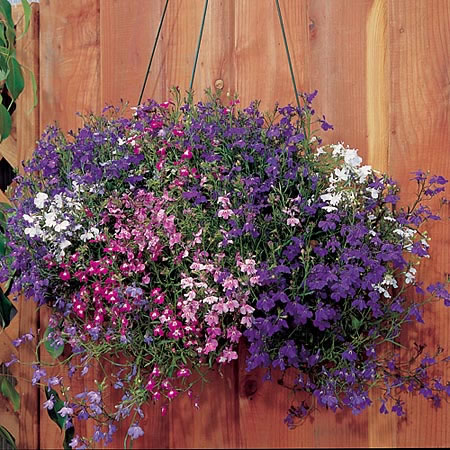 Unbranded Lobelia Regatta Mixed Plants Pack of 70