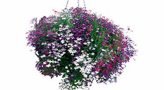 Unbranded Lobelia Seeds - Cascade Mixed