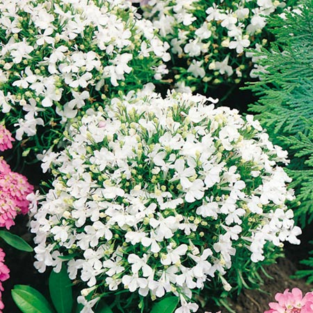 Unbranded Lobelia White Lady Seeds Average Seeds 5000