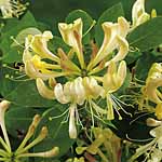 A hardy  quick-growing climber which is a cottage garden classic. Plants produce extremely fragrant 