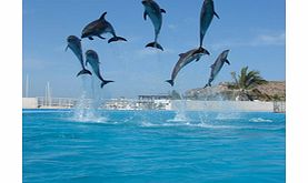 There are many incredible things you can do in Los Cabos, but nothing like the unforgettable experience of interacting with our marine friends, the dolphins.