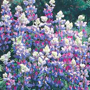 Throughout summer  spires of beautiful royal blue and pinky-white bicoloured blooms are produced on 