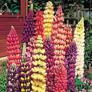 Unbranded Lupin Tutti FruttiT Seeds