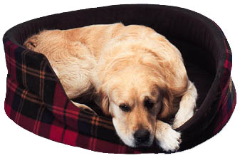 Luxury Pet Bed 53cm (21")
