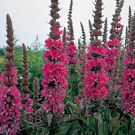 Unbranded Lythrum Salicaria X Robert Seeds Average Seeds